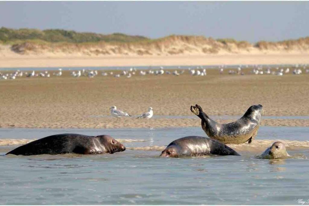 Escapade Berckoise, Berck Plage מראה חיצוני תמונה